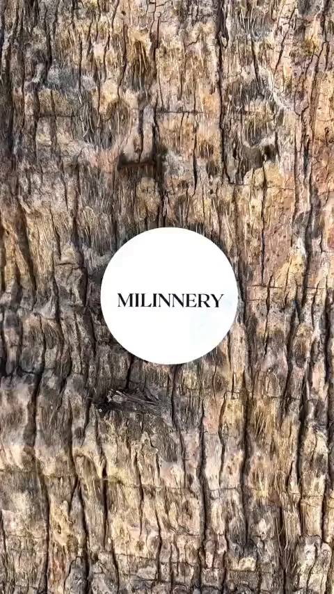 A round "MILINNERY" sticker stuck to the bark of a tree.